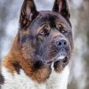 Close Up American Akita Diamond Paintings