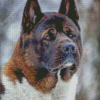 Close Up American Akita Diamond Paintings