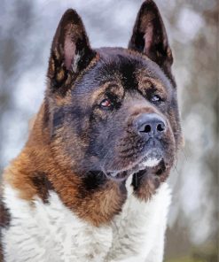 Close Up American Akita Diamond Paintings