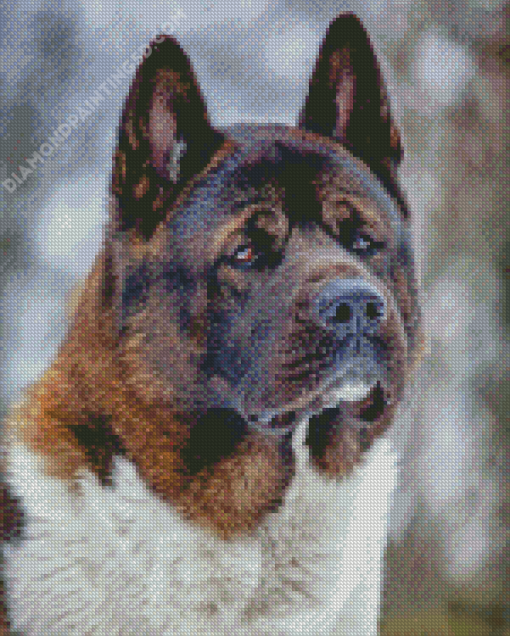 Close Up American Akita Diamond Paintings