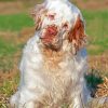 Clumber Spaniel Dog Diamond Paintings