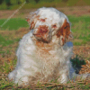 Clumber Spaniel Dog Diamond Paintings