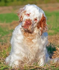 Clumber Spaniel Dog Diamond Paintings