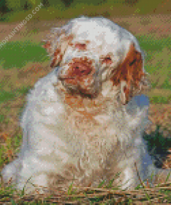 Clumber Spaniel Dog Diamond Paintings