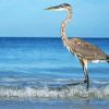 Grey Heron On Beach Diamond Paintings