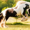 Gypsy Vanner Diamond Paintings