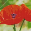 Oriental Poppy Diamond Paintings