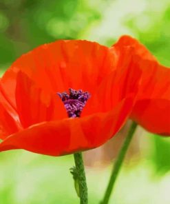 Oriental Poppy Diamond Paintings