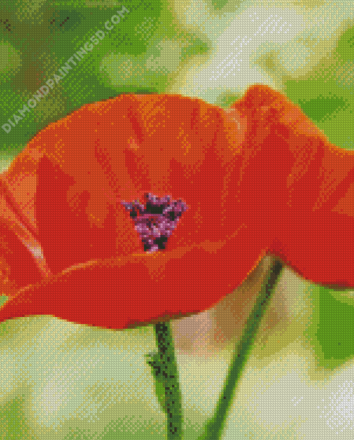 Oriental Poppy Diamond Paintings