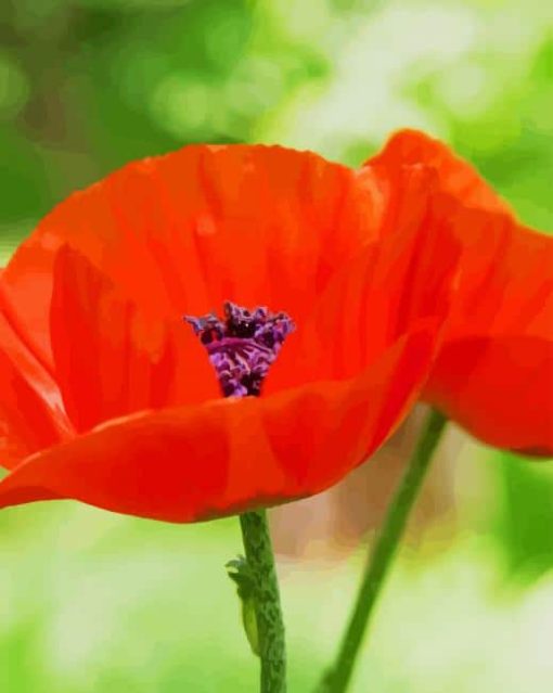 Oriental Poppy Diamond Paintings