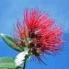 Pohutukawa Flower Diamond Paintings