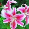 Stargazer Lily Flowers Diamond Paintings