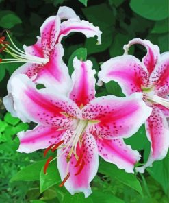 Stargazer Lily Flowers Diamond Paintings