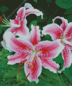 Stargazer Lily Flowers Diamond Paintings