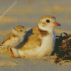 White And Beige Piping Plover Bird Diamond Paintings