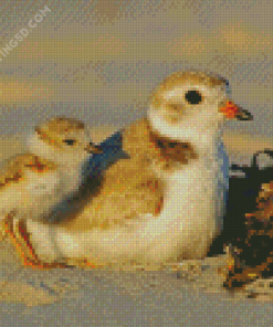 White And Beige Piping Plover Bird Diamond Paintings