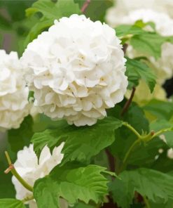 White Hydrangeas Flowers Diamond Paintings