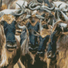 Wildebeest Herd Diamond Paintings