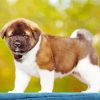 American Akita Puppy Diamond Paintings