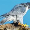 Cool Peregrine Falcon Diamond Paintings