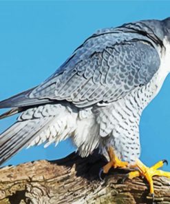 Cool Peregrine Falcon Diamond Paintings