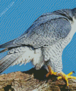 Cool Peregrine Falcon Diamond Paintings