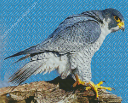 Cool Peregrine Falcon Diamond Paintings