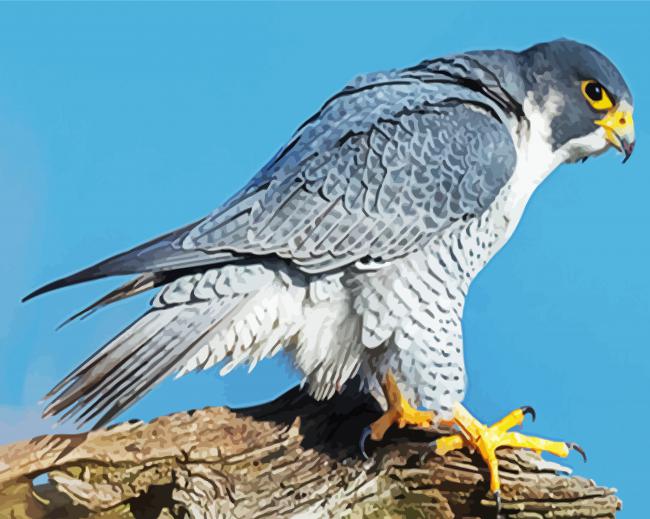 Cool Peregrine Falcon Diamond Paintings