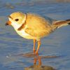 Piping Plover At The Beach Diamond Paintings