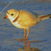 Piping Plover At The Beach Diamond Paintings