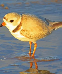 Piping Plover At The Beach Diamond Paintings