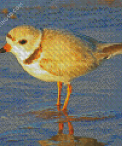 Piping Plover At The Beach Diamond Paintings