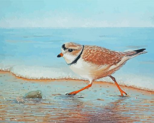 Piping Plover Bird Art Diamond Paintings