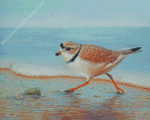 Piping Plover Bird Art Diamond Paintings