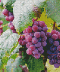 Purple Grape Diamond Paintings