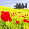 Red And Yellow Flower Fields Italy Diamond Paintings