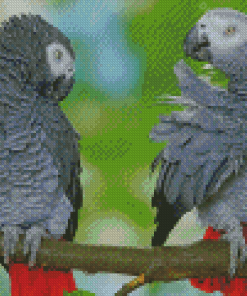 African Parrot Birds Diamond Paintings