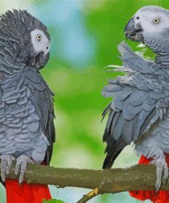 African Parrot Birds Diamond Paintings