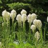 Beargrass Plant Diamond Paintings