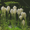 Beargrass Plant Diamond Painting