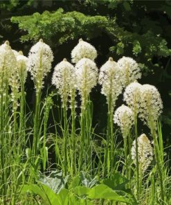 Beargrass Plant Diamond Paintings