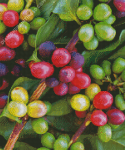 Coffee Plant Tree Diamond Paintings