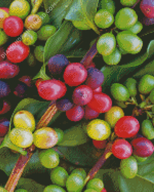 Coffee Plant Tree Diamond Paintings