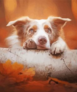 Cute Blonde Border Collie Diamond Paintings