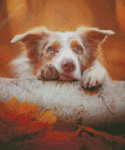 Cute Blonde Border Collie Diamond Paintings