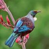 Native New Zealand Tui Bird Diamond Paintings