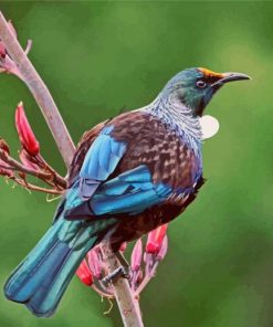 Native New Zealand Tui Bird Diamond Paintings