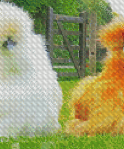 Orange And White Silkie Chickens Diamond Paintings