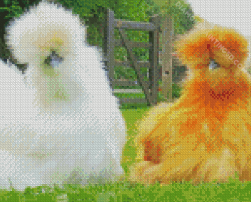 Orange And White Silkie Chickens Diamond Paintings