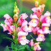 Pink Snapdragons Diamond Paintings